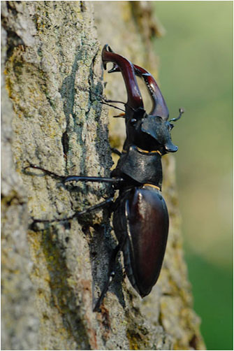 Stag Beetle, Lucanus cervus
